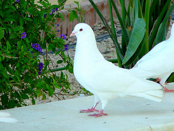 Foto von: Ela2007 - http://www.flickr.com/photos/64479867@N00/