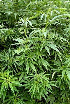 Cannabis (cc-3.0-by-sa Michael Wolf)