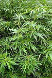 Cannabis (cc-3.0-by-sa Michael Wolf)
