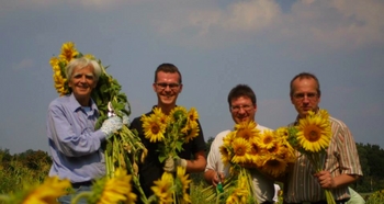 Sonnenblumenernte in Gatow