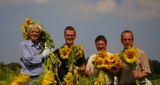 Sonnenblumenernte in Gatow